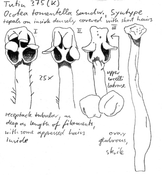 Vorschaubild Ocotea tomentella Sandwith